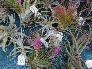 SELECTION OF OUR BEST Air Plant Assortment 10 plants  