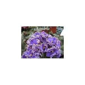  Space Baby African Violet  Everfloris HUGE   HUGE PLANTS IN 6 POTS 