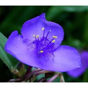   Tears / Bluejacket) Tradescantia Ohiensis Flower Seeds Patio, Lawn