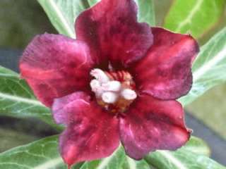 Adenium Obesum Desert Rose BLUEBERRY1 Grafted Plant  