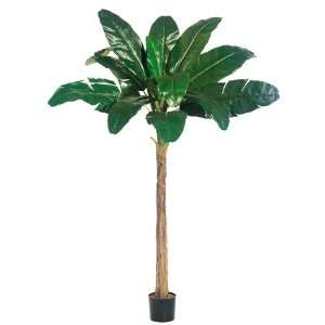 Banana Tree in Round Pot (Pack of 2)