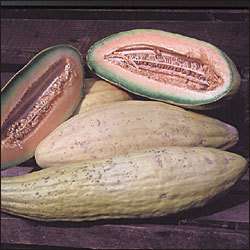 Rare Bannana Melon $4.99 20+ Seeds Shipped Free  
