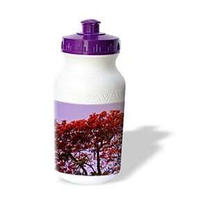  Florene Trees   Flowering Tree   Water Bottles