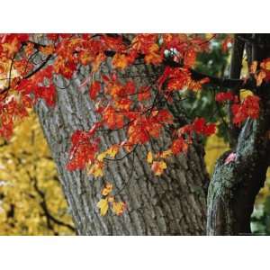  Bright Red Maple Leaves against an Oak Trunk Photographic 