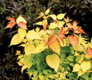   dieback shrub; extra thick mulch may be needed in colder climates