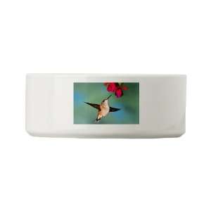  Dog Cat Food Water Bowl Black Chinned Hummingbird 