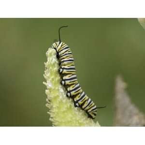  Monarch Butterfly Caterpillar Climbs on Cudweed Stretched 