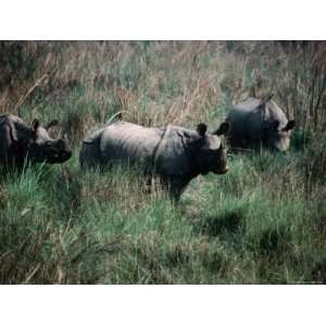 com Asian One Horned Rhinoceros (Rhinoceros Unicornis), Royal Chitwan 