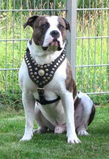 Leather Studded Harness Cane Corso Mastiff Rottweiler  