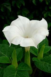 DATURA WHITE ~*INOXIA *~ SEED  