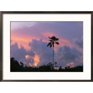  A Palm Tree Silhouetted against a Colorful Cuban Sunset 