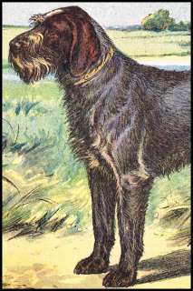1931 LES CHIEN Gun Dogs  23. FRENCH WIRE HAIRED GRIFFON  