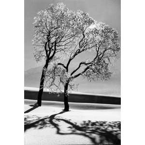    Trees in the Snow by Alfred Eisenstaedt, 48x72