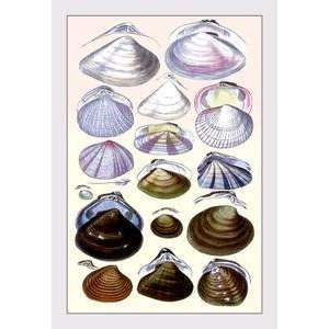  Vintage Art Shells Dimyaria #3   11713 3