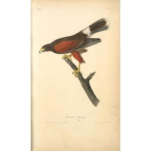   John James Audubon   24 x 40 inches   Harriss Buzzard