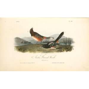   John James Audubon   32 x 20 inches   Arctic Ground Finch. 1. Male