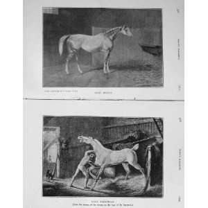  1908 Horses Grey Momus Trentham Sport Hayracks Stable 