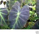 Colocasia plant Black Beauty elephant ear