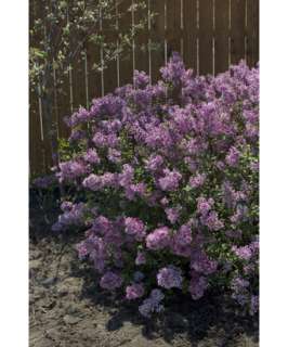 Bloomerang® Lilac REPEAT BLOOMER Proven Winners® 5 Gallon Size 