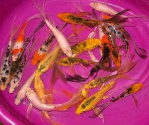 lot 4 in Butterfly Koi Live Pond Fish  