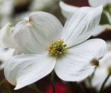   flowering dogwood is very adapted to grow as an under story tree under