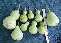 25 MINIATURE BOTTLE Gourd Birdhouse Seeds Gourds  