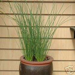 JUNCUS BLUE ARROWS ORNAMENTAL GRASS SEED IN CONTAINER  