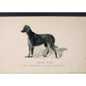   Barukhzy Hound Hounds Dog Dogs Antique Old Print Art