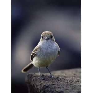 Galapagos Flycatcher, James Island, Galapagos Islands, Ecuador, South 