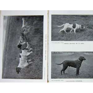  1899 Hunting Dogs English Setters Pointer Retriever