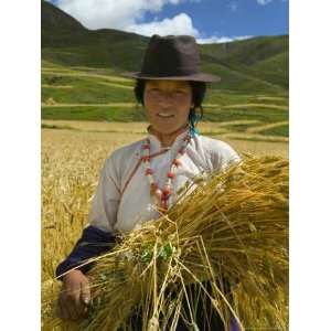  Tibetan Farmer Harvesting Barley, East Himalayas, Tibet 