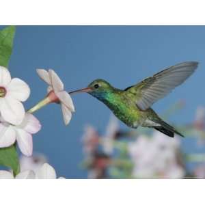  Broad Billed Hummingbird, Male Feeding on Nicotiana Flower 