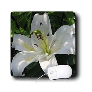    Lilies   White Lily   may birth flower, birth flower, lily, lilies 
