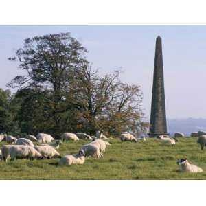  Sheep and Obelisk, Welcombe Hills, Near Stratford Upon 