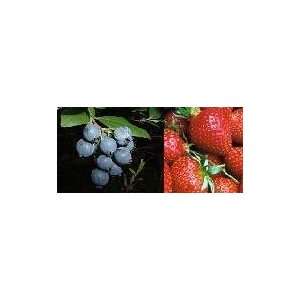   Strawberry seed pack & Blueberry seed pack duo Patio, Lawn & Garden