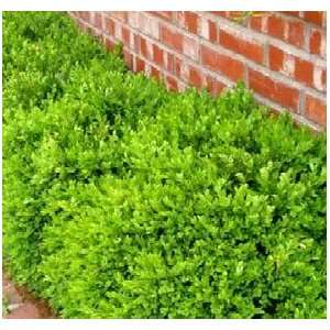  Green Velvet Boxwood (Trade Gal.) Patio, Lawn & Garden
