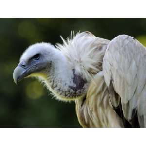 Himalayan Griffon Vulture Captive, from Central Asia Photographic 