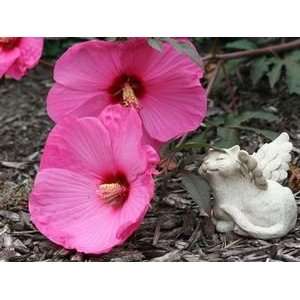  DWARF HARDY HIBISCUS FLEMING KUI NUKU / four inch Potted 