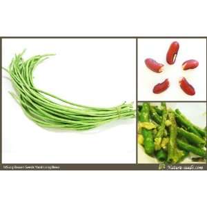   Long Bean , Pea Beans, Green Noodle 15 seeds Patio, Lawn & Garden