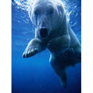  Polar Bear Swimming Underwater in Alaska Zoo, USA 