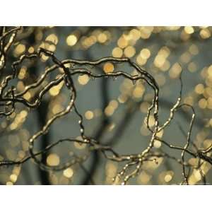  Frozen Twigs of a Corkscrew Willow Sparkle in the Sunlight 