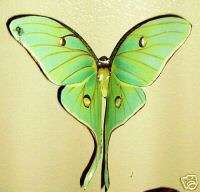 Insect/ Butterfly/Moth Magnet Luna Moth by Doug Walpus  