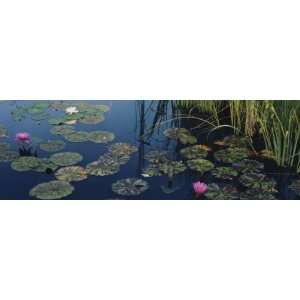  Water Lilies in a Pond, Denver Botanic Gardens, Denver 