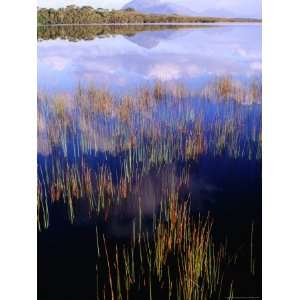  Reeds Growing in Melaleuca Lagoon Near Mt. Rugby, South 