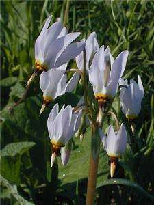   Dodecatheon meadia PERENNIAL FLOWER SEEDS Rare Woodland Native  