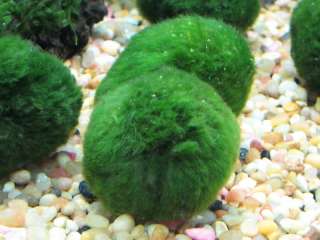 Giant MOSS BALL ( Marimo Ball) live aquarium plant.  