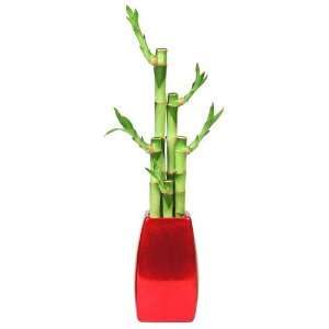  Plant Arrangment, 5 Stalks, Elegant Vase   Red Pearlized, Bring Good 