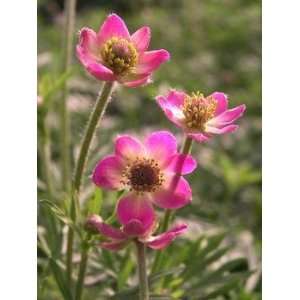  Annabella Deep Rose Anemone Windflower 25 Plants Patio 