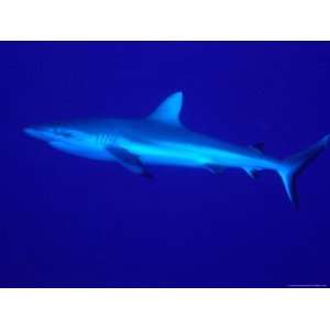  Grey Reef Shark (Carcharhinus Amblyrhynchos), Great 