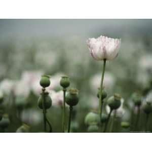  A Close View of Opium Poppy Flowers National Geographic 